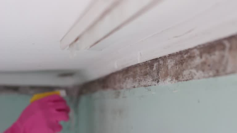 Best Basement Mold Removal  in USA